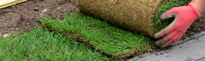 Question pose du gazon en rouleau