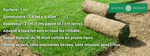 gazon duguet gazon en rouleau 353