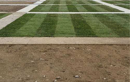 engazonnement cour maison champagne reims