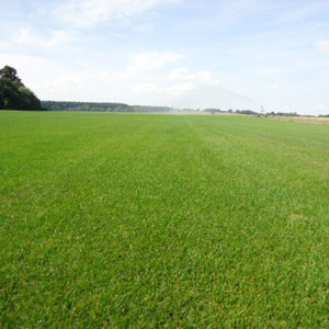 gazon en rouleau gazonniere