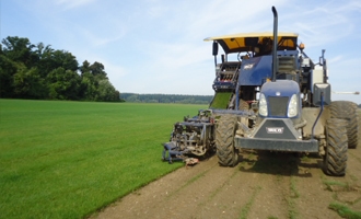 gazon naturel francais en plaques