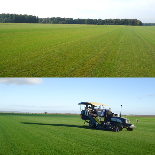production gazon en rouleau duguet