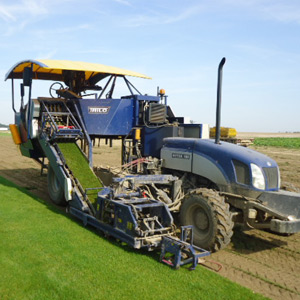production gazon en rouleau recolte