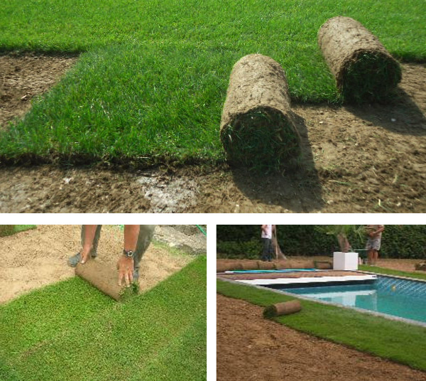 rouleaux de gazon duget