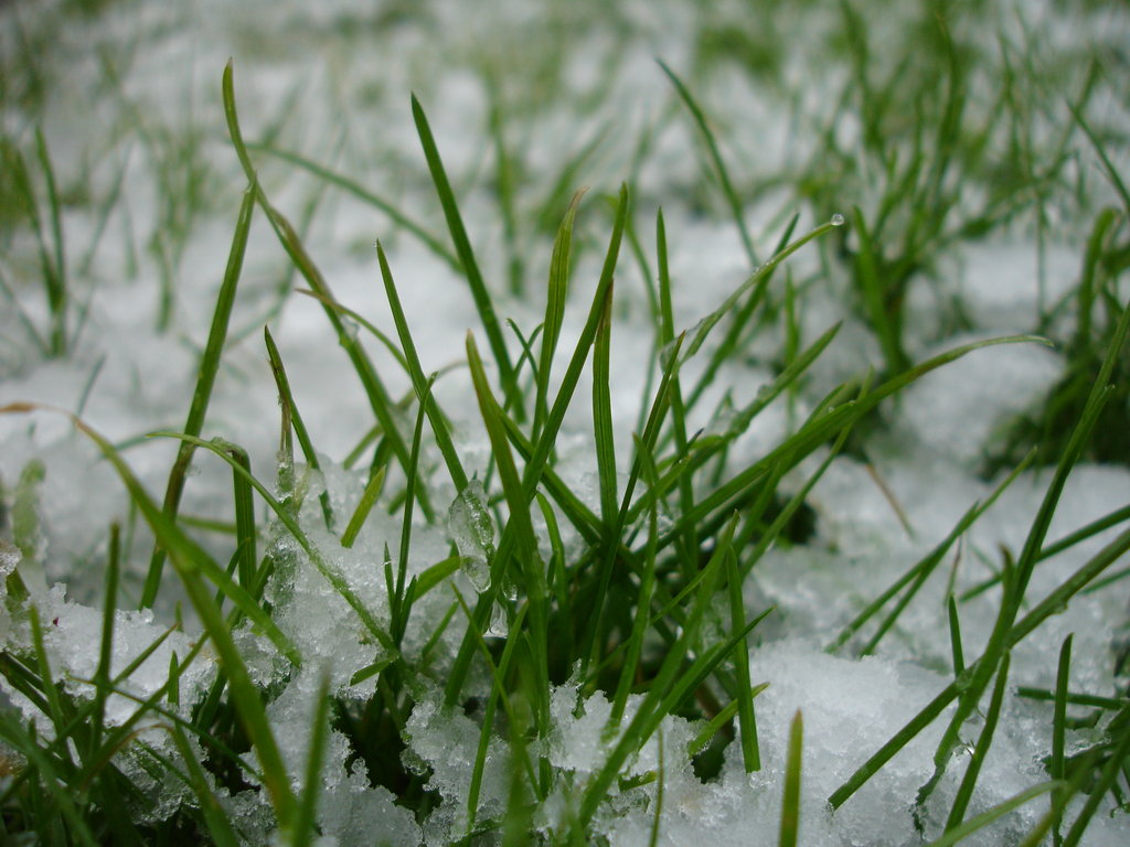 gazon en hiver