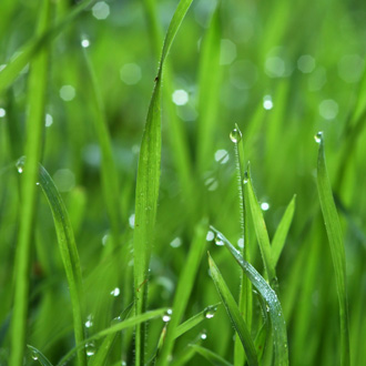 gazon en rouleau fraicheur livraison d45